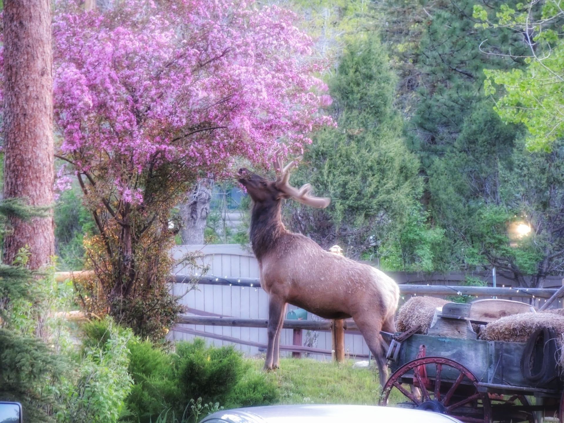 Elk near Rocky Mountain National Park
